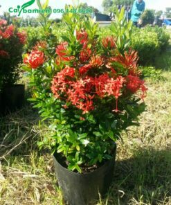 Cây hoa Trang Đỏ nguyên bầu chiều cao 40cm