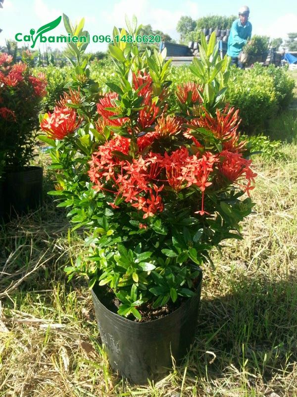 Cây hoa Trang Đỏ nguyên bầu chiều cao 40cm