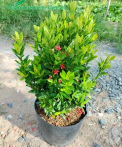 Chậu cây hoa Trang Đỏ cành nhánh xum xuê