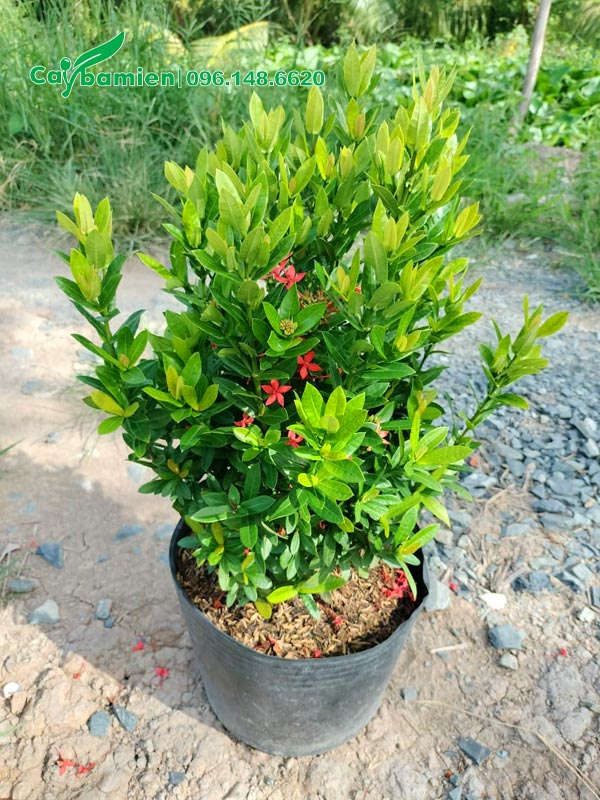 Chậu cây hoa Trang Đỏ cành nhánh xum xuê