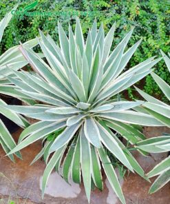 Dứa cảnh Agao đẹp, đang dưỡng trong bầu