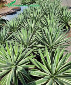 Những hàng Dứa Agao cảnh trồng sẵn trong bầu