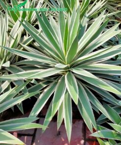 Cây Dứa cảnh Agao Nam Mỹ đẹp