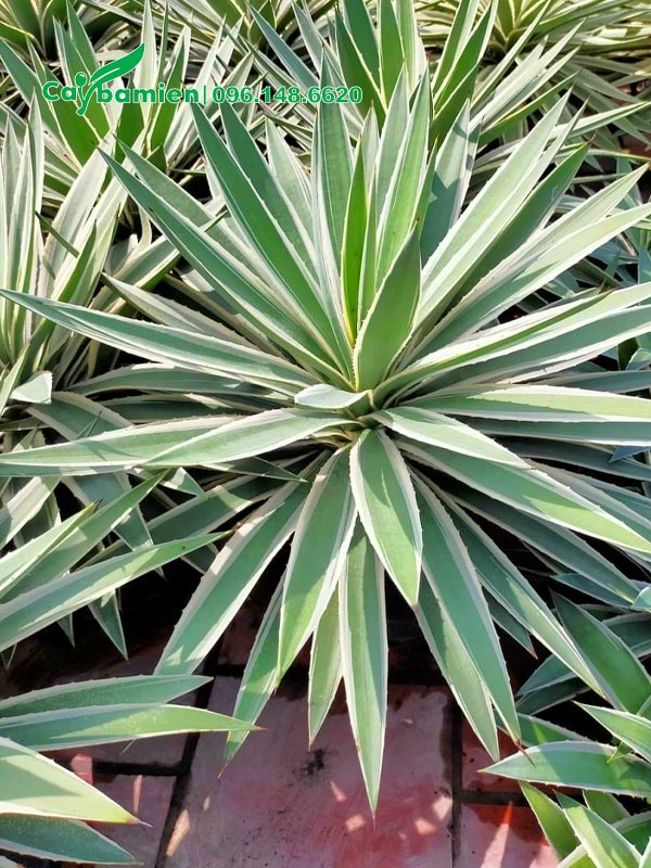 Cây Dứa cảnh Agao Nam Mỹ đẹp