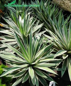 Bán cây Dứa Agao trưởng thành chiều cao 40 - 45cm