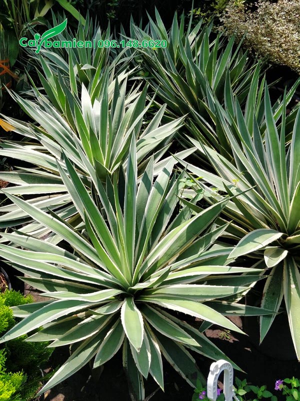 Bán cây Dứa Agao trưởng thành chiều cao 40 - 45cm