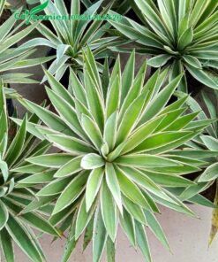 Mỗi cây Dứa Agao trưởng thành có trung bình 50 - 60 lá