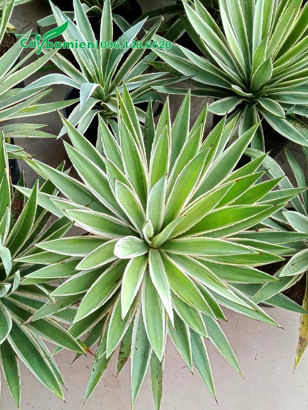 Mỗi cây Dứa Agao trưởng thành có trung bình 50 - 60 lá