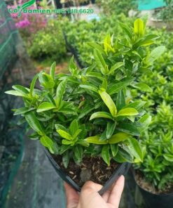 Chậu cây giống Trang Đỏ giâm cành