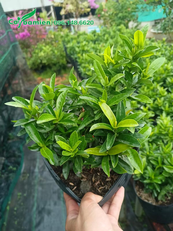 Chậu cây giống Trang Đỏ giâm cành