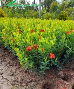 Vườn cây Trang Đỏ ươm hạt, chiều cao đã đạt 40cm và bắt đầu ra hoa