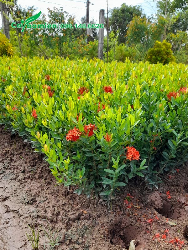 Vườn cây Trang Đỏ ươm hạt, chiều cao đã đạt 40cm và bắt đầu ra hoa