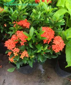 Mua cây Trang Đỏ đã ra hoa, chiều cao 35 - 45cm