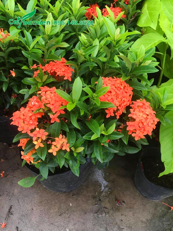 Mua cây Trang Đỏ đã ra hoa, chiều cao 35 - 45cm