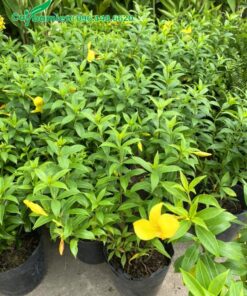 Vườn cây giống Huỳnh Anh Vàng chiều cao từ 30 - 40cm