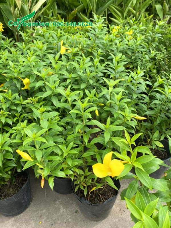 Vườn cây giống Huỳnh Anh Vàng chiều cao từ 30 - 40cm