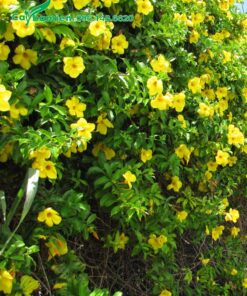 Cây Huỳnh Anh Vàng trồng leo tường rào trước nhà biệt thự