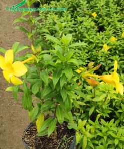 Cây Huỳnh Anh Vàng giống giâm cành