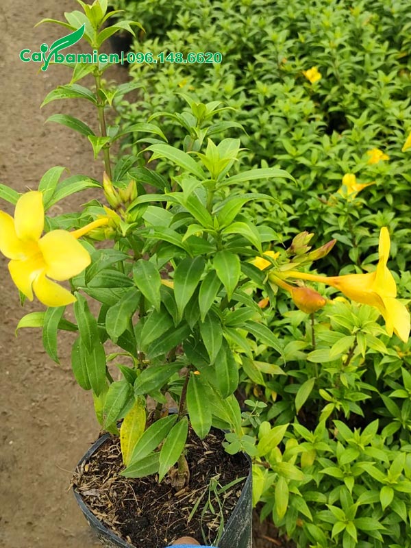 Cây Huỳnh Anh Vàng giống giâm cành