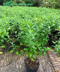 Cây giống Huỳnh Anh vàng lá nhỏ