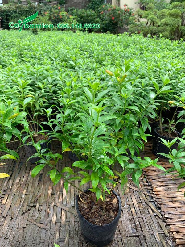 Cây giống Huỳnh Anh vàng lá nhỏ