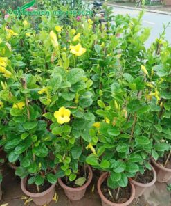 Cây Huỳnh Anh thân leo chiều cao 80 - 100cm