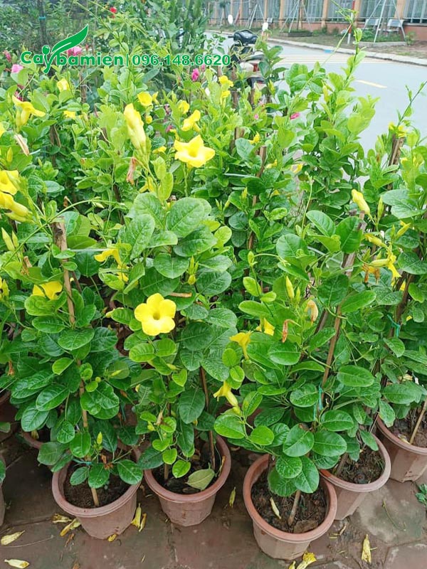 Cây Huỳnh Anh thân leo chiều cao 80 - 100cm