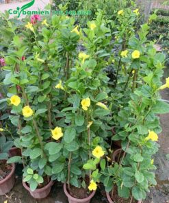 Bán cây Huỳnh Anh hoa vàng trồng chậu chiều cao 1m