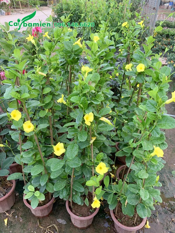 Bán cây Huỳnh Anh hoa vàng trồng chậu chiều cao 1m