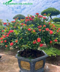 Chậu cây Trang Đỏ cảnh trồng sân vườn biệt thự