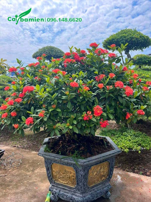 Chậu cây Trang Đỏ cảnh trồng sân vườn biệt thự