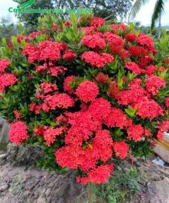Cây Trang Đỏ lâu năm, tán tròn đẹp, hoa nở nhiều