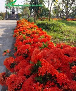 Hàng cây hoa Trang Đỏ trồng lối đi
