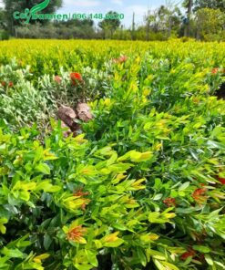 Đánh bầu số lượng lớn cây Trang Đỏ chiều cao 40 - 50cm