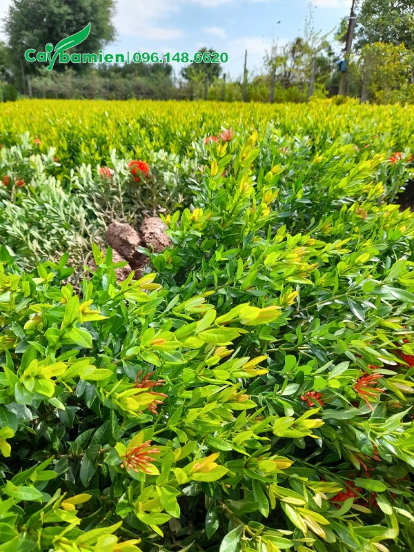 Đánh bầu số lượng lớn cây Trang Đỏ chiều cao 40 - 50cm