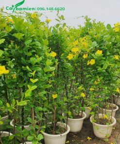 Những chậu hoa Huỳnh Anh Vàng cao hơn 1m