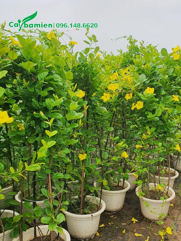 Những chậu hoa Huỳnh Anh Vàng cao hơn 1m
