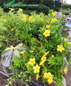 Những bịch cây Huỳnh Anh thân leo đã đóng gói cẩn thận