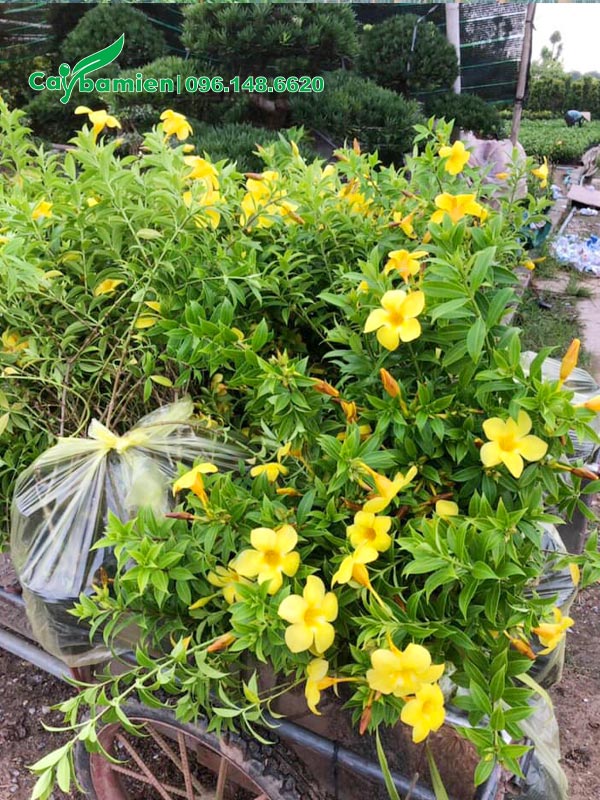 Những bịch cây Huỳnh Anh thân leo đã đóng gói cẩn thận