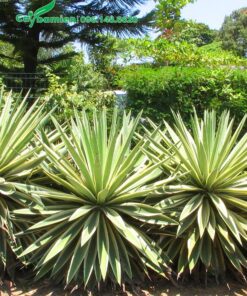 Hàng Dứa Nam Mỹ đẹp, cao 55cm trồng hàng rào