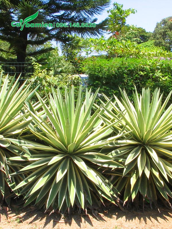Hàng Dứa Nam Mỹ đẹp, cao 55cm trồng hàng rào