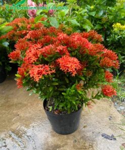 Chậu cây hoa Trang Đỏ nở hoa rực rỡ