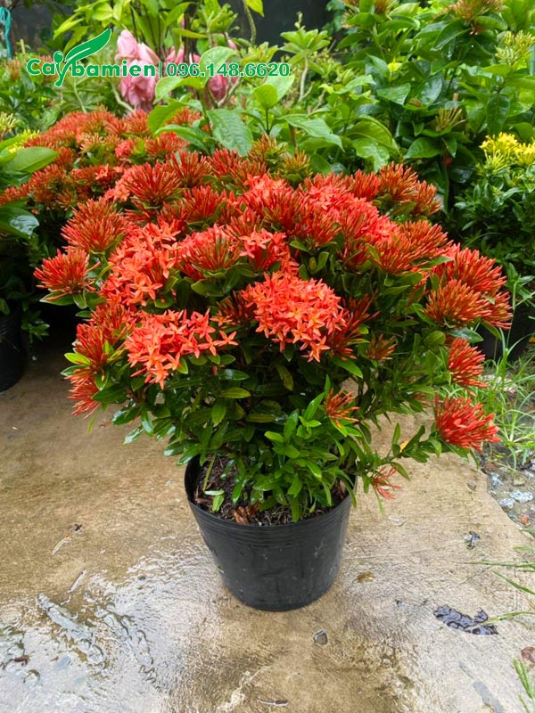 Chậu cây hoa Trang Đỏ nở hoa rực rỡ