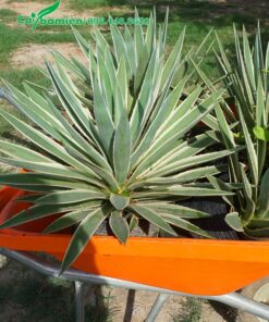 Dứa Agao xếp trên xe rùa để trở ra xe tải