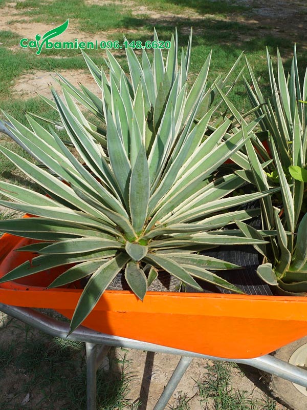 Dứa Agao xếp trên xe rùa để trở ra xe tải