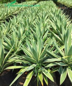 Hàng trăm cây dứa Agao chiều cao 45cm