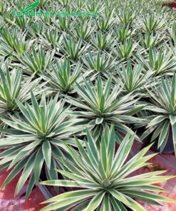 Vườn cây Dứa Agao trưởng thành số lượng hàng nghìn cây