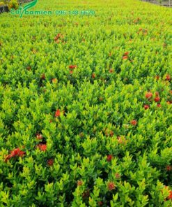 Vườn nhân giống số lượng lớn cây hoa Trang Đỏ