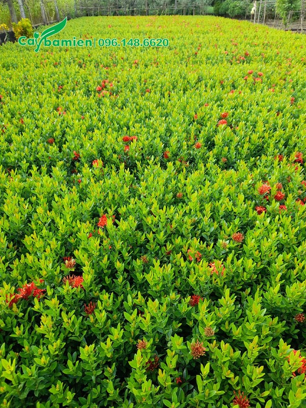 Vườn nhân giống số lượng lớn cây hoa Trang Đỏ