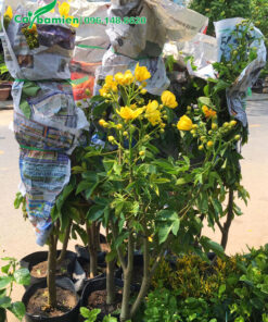 Dùng báo bọc gọn phần cành của cây trước khi vận chuyển